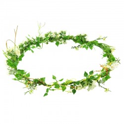 Hårkrans vita prästkragar